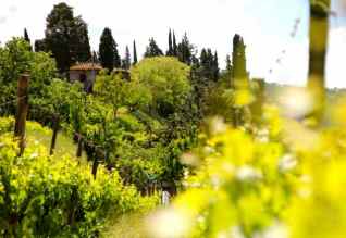 a Chianti vineyard