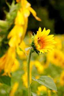 Tuscan Sunflowers 6